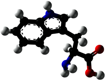 l-tryptophan