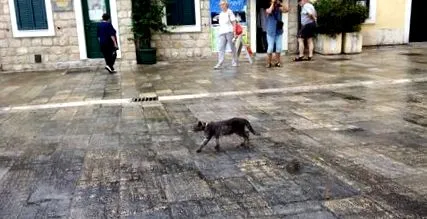 котор европа
