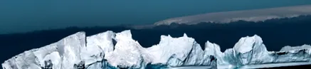 krill