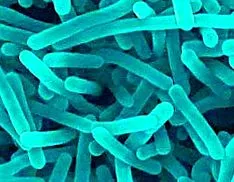 listeria