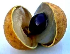 longan природа