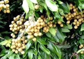 центар longan
