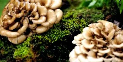 Maitake Forte