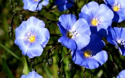 linum