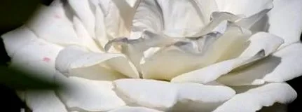 dentirad