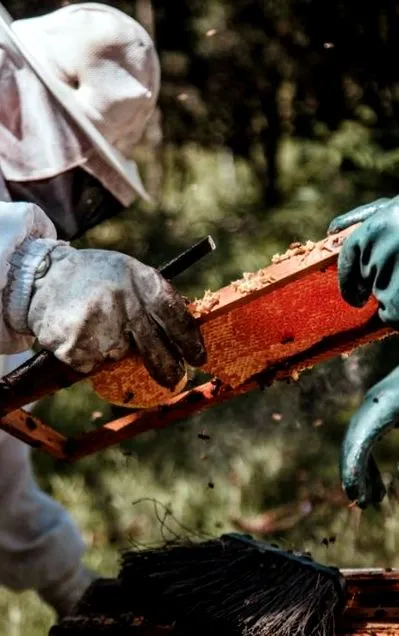 honey haszontalan