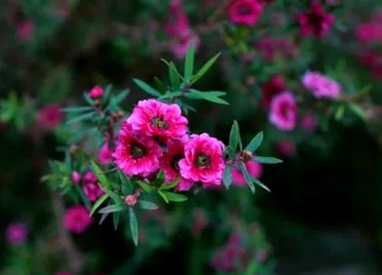 manuka haszontalan