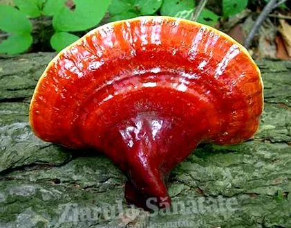 ganoderma