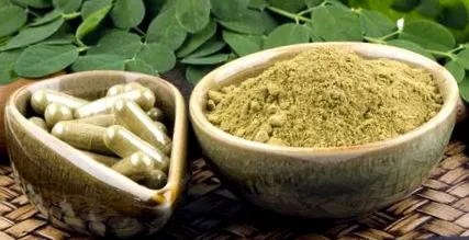 oleifera