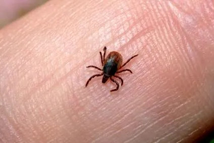 mindent