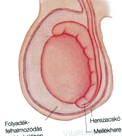 epididimului