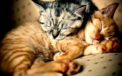 котенца треска