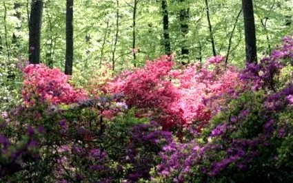 седмицата azalea
