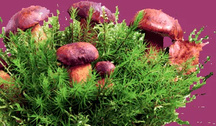 eficacitatea