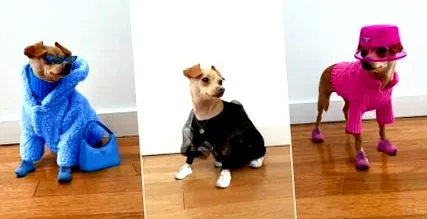 диктатор кученцето