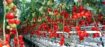 roșiilor cultivării