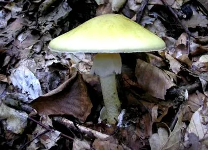 tratament chanterelles