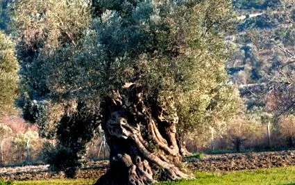 tree козметици