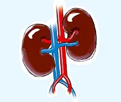 vese nephrocare