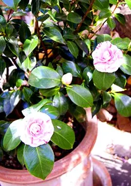 vagy Camellia