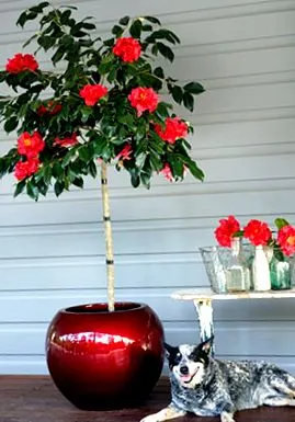 vagy Camellia