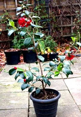vagy Camellia