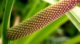 calamus