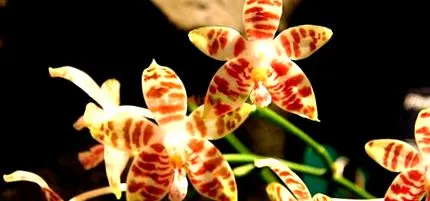 falenopsis