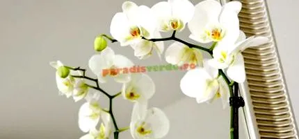 paradis