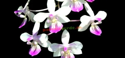 falenopsis