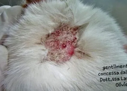 papilloma