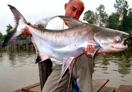 pangasius füleket