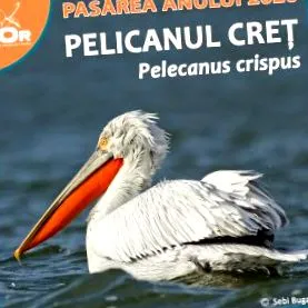 hogy gólyák