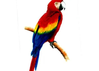 madarak