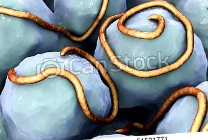 tabletták számára