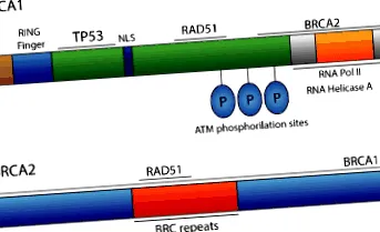 brca1