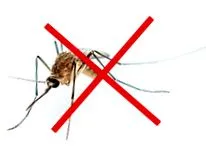 mosquito