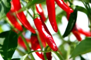 cayenne