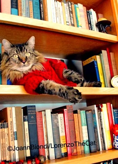 коти