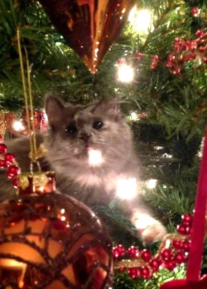 hill christmas