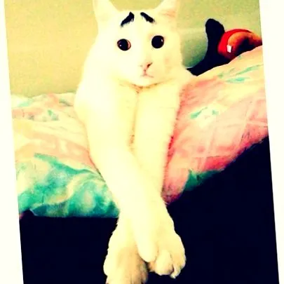 Собаки коти