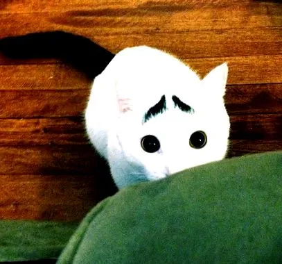 Собаки коти