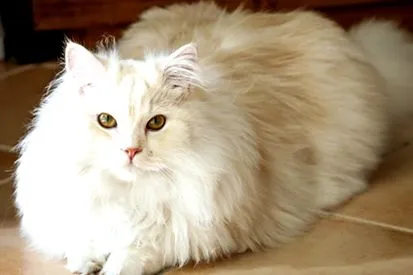 Maine Coon
