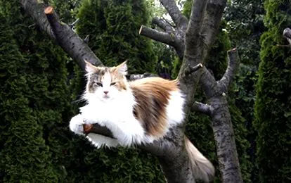 macska