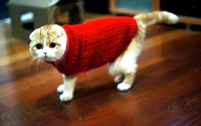 Собаки коти