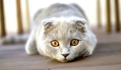 Maine Coon