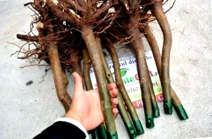 údržba