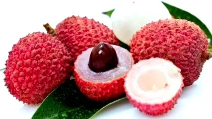 яний