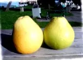 pomelo