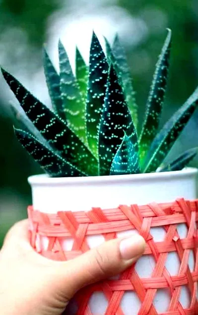 kezelni aloe